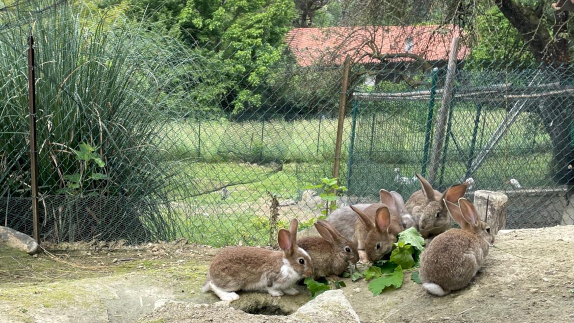 Agriturismo Il Ristoro dei Folletti - Ristorazione, Azienda Agricola e Bed&Breakfast - foto 2