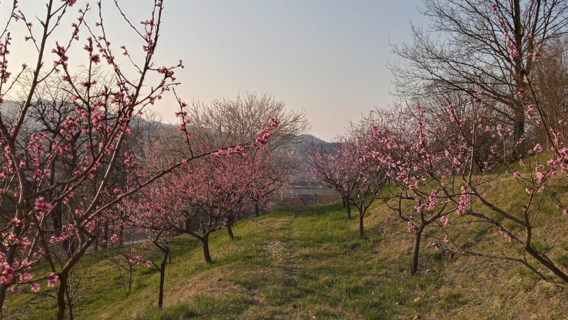 Agriturismo Il Ristoro dei Folletti - Ristorazione, Azienda Agricola e Bed&Breakfast - foto 5