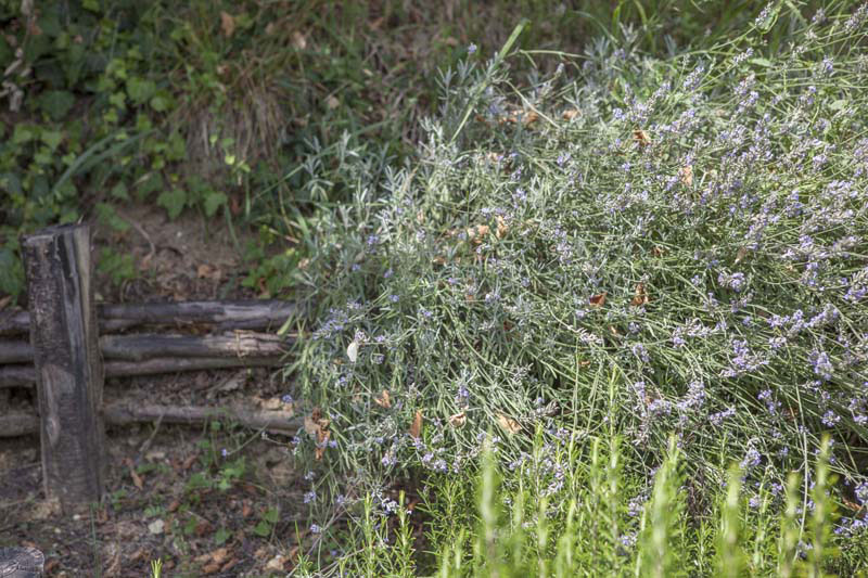 Bed and Breakfast Casale Nardone foto 4