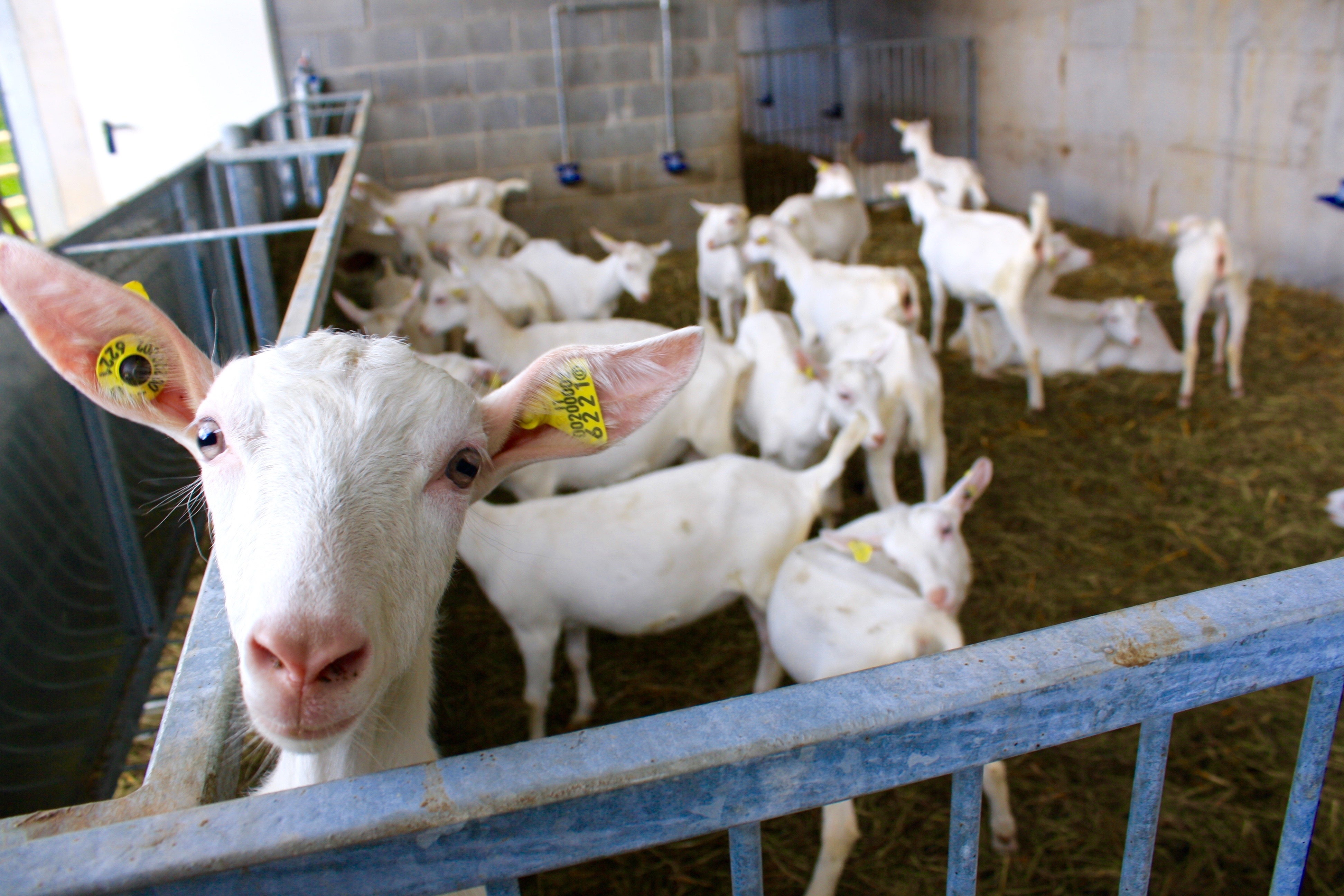 Azienda Agricola con Agriturismo Ca' nel Bosco - foto 4