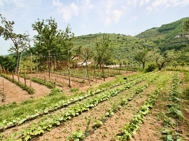 Agriturismo La Chiana - foto 6