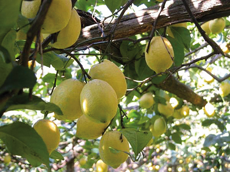 Sopra il Limoneto - foto 3