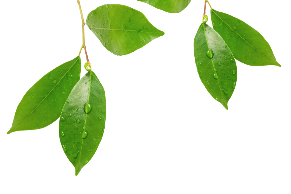 Sopra il Limoneto - foto 4