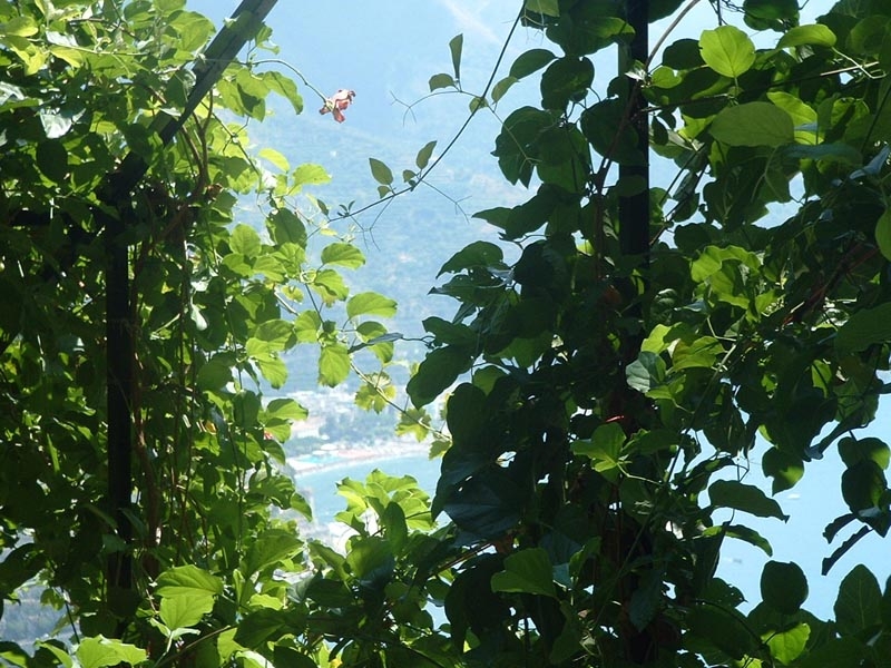 Giardino dei Limoni - foto 5