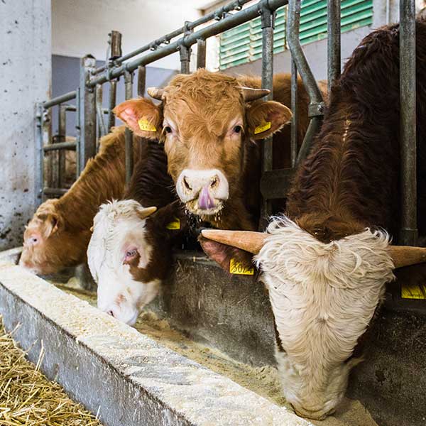 Azienda Agricola Taglienti - foto 4