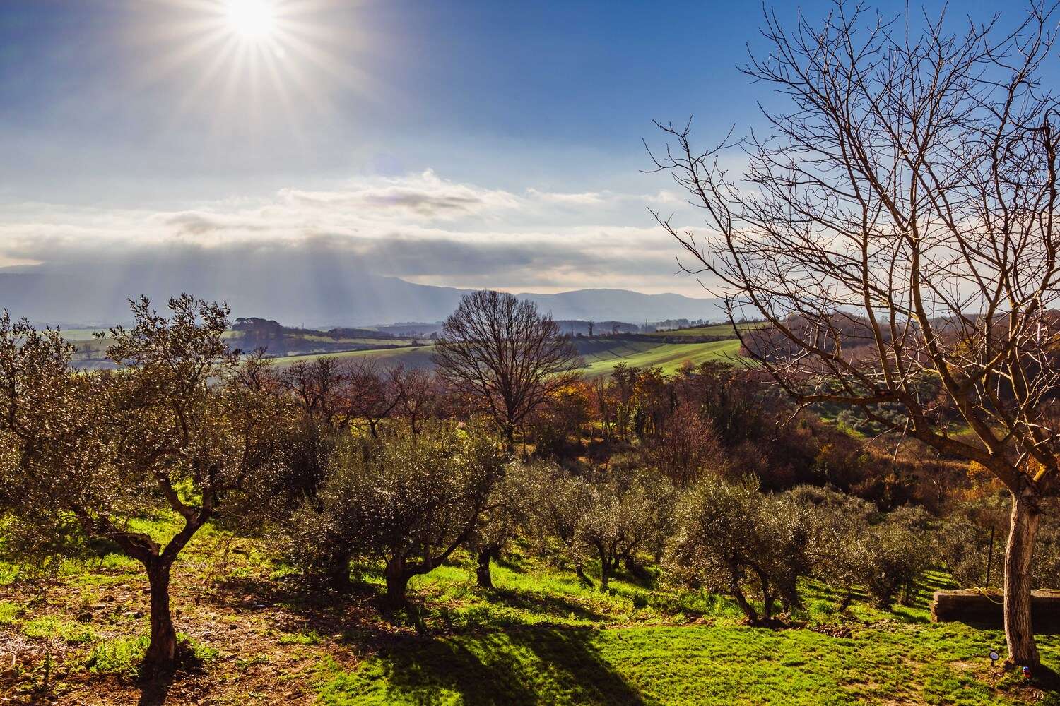 Olio su Tela - BnB foto 3