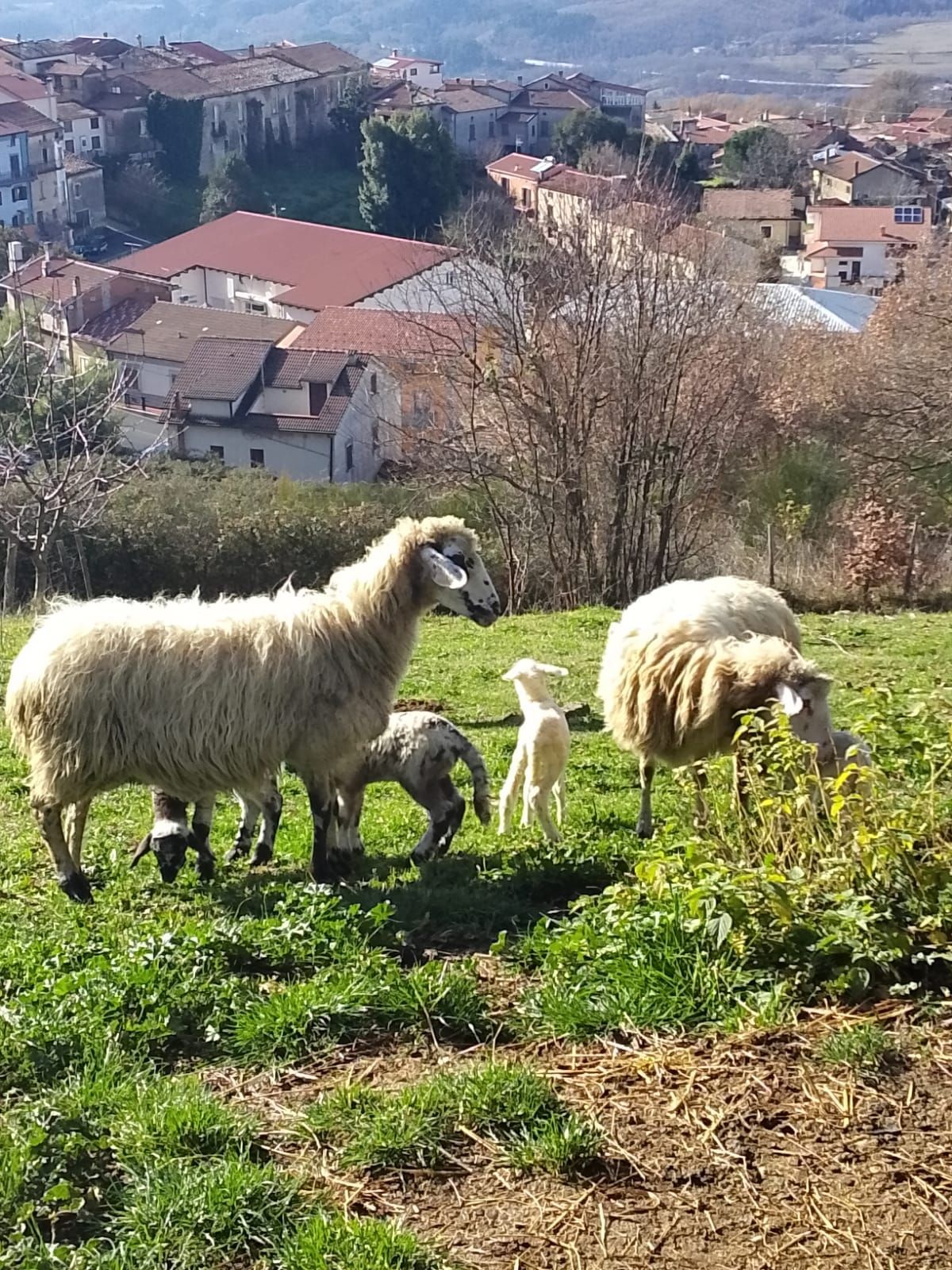 Agriturismo Mancaro - foto 2