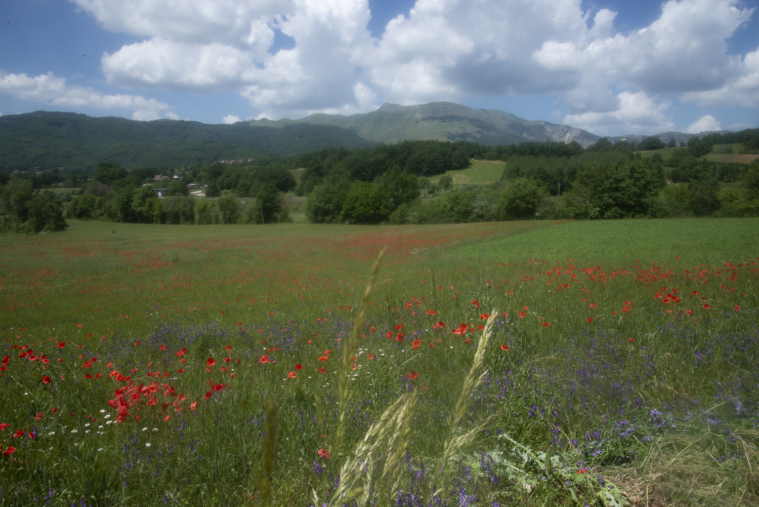 Villa Sanguigni - foto 5