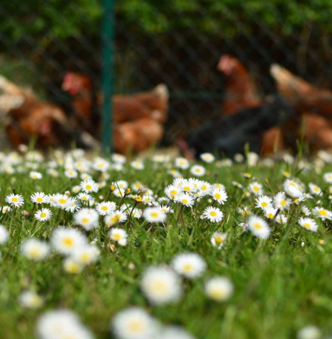 Agriturismo Cascina Ombria - foto 4