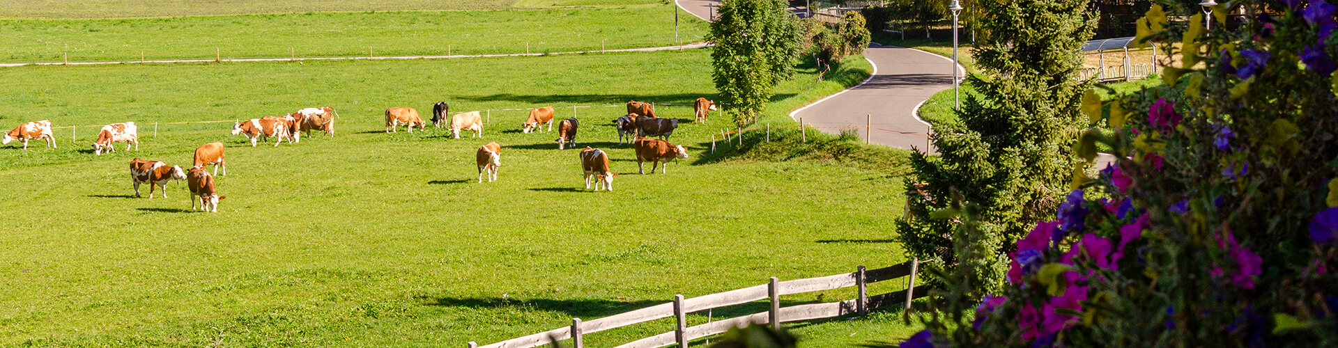Agritur Mas dei Zalune Predazzo - foto 2