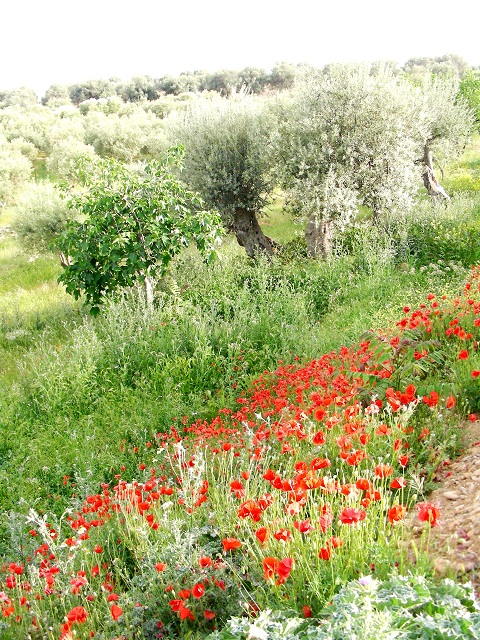 Agriturismo Ulisse e Calipso foto 4