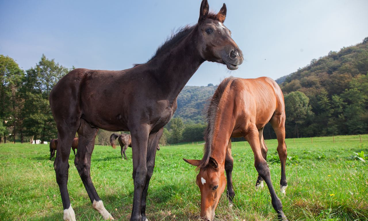 Monteoro Horse Village - foto 4