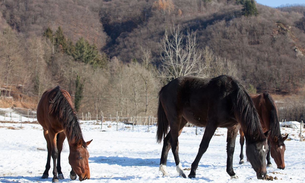 Monteoro Horse Village - foto 5