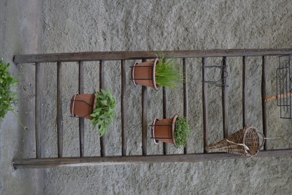 Fattoria del Pino - foto 5