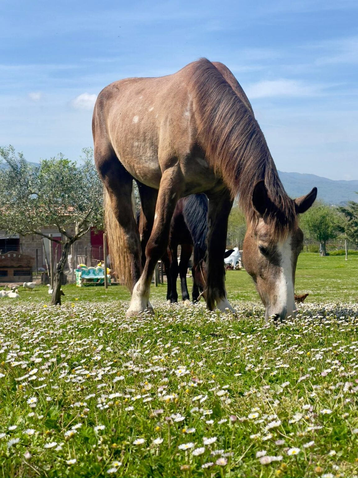 Agriturismo LE BACCHE DI GINEPRO - foto 3