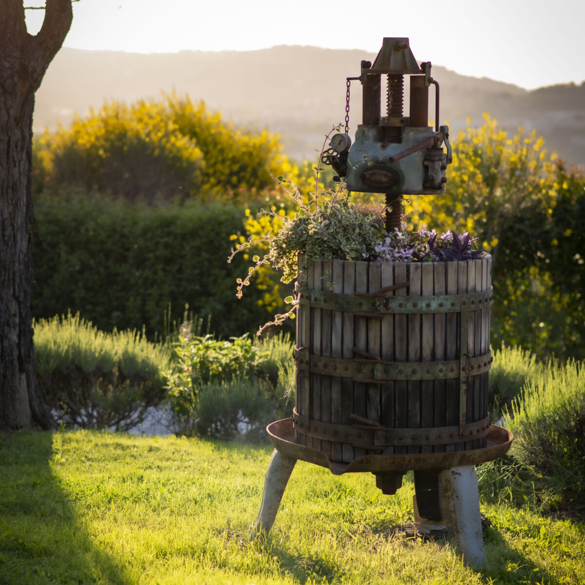 Il Mandorlo - Agriturismo e Azienda Agricola Ferrato - foto 5