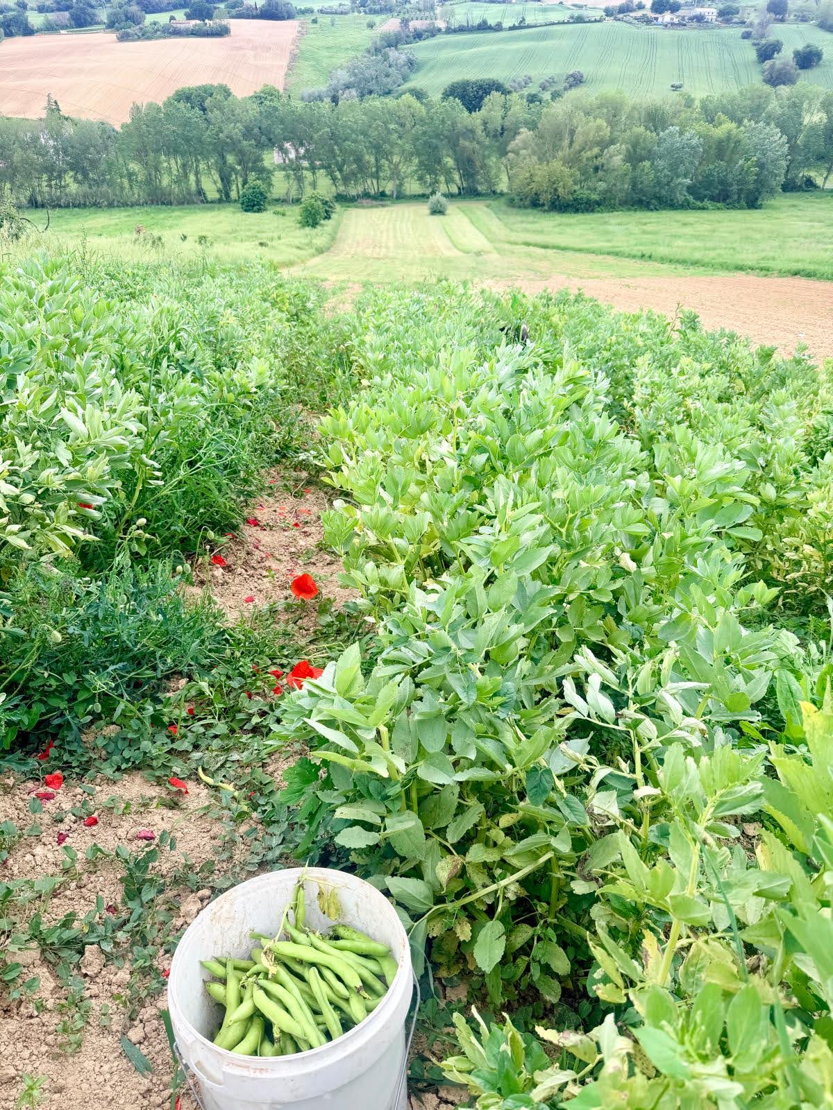 Agriturismo Giuggioloni - I Sapori dell'Acquaviva foto 1