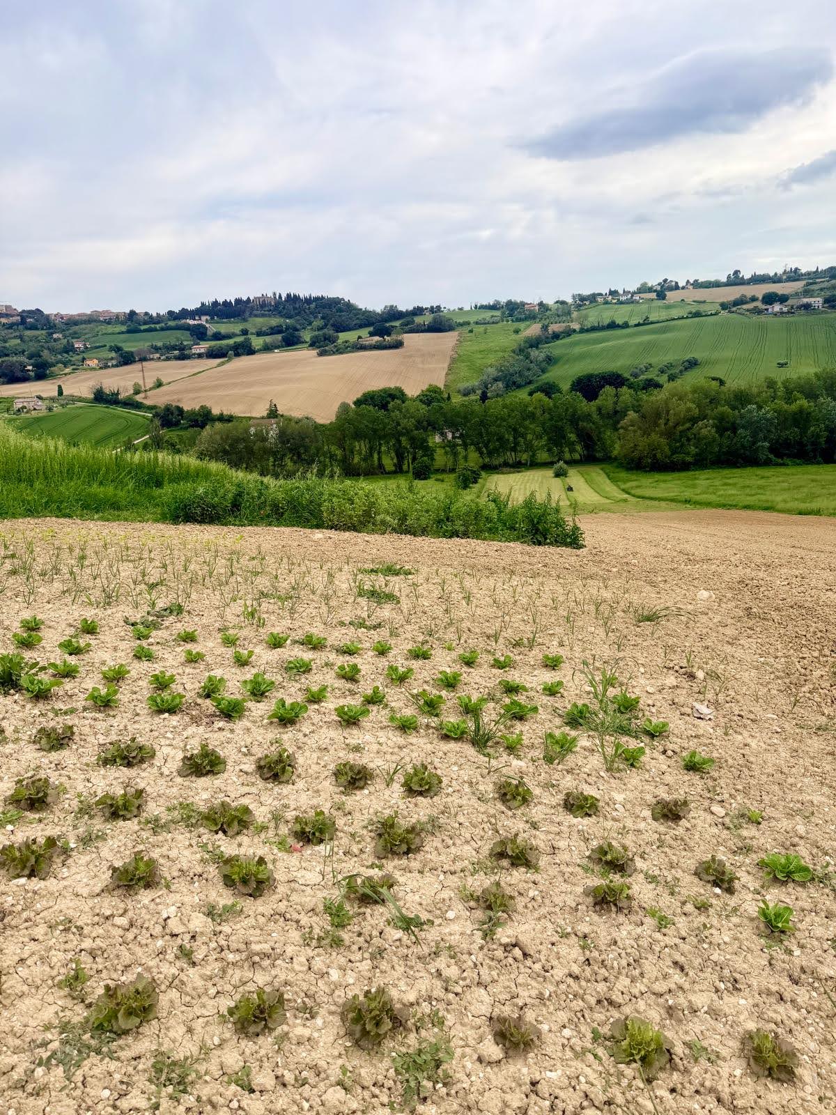 Agriturismo Giuggioloni - I Sapori dell'Acquaviva foto 3