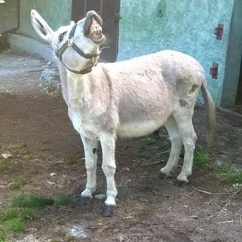 Fattoria didattica L'asino che ride - foto 3