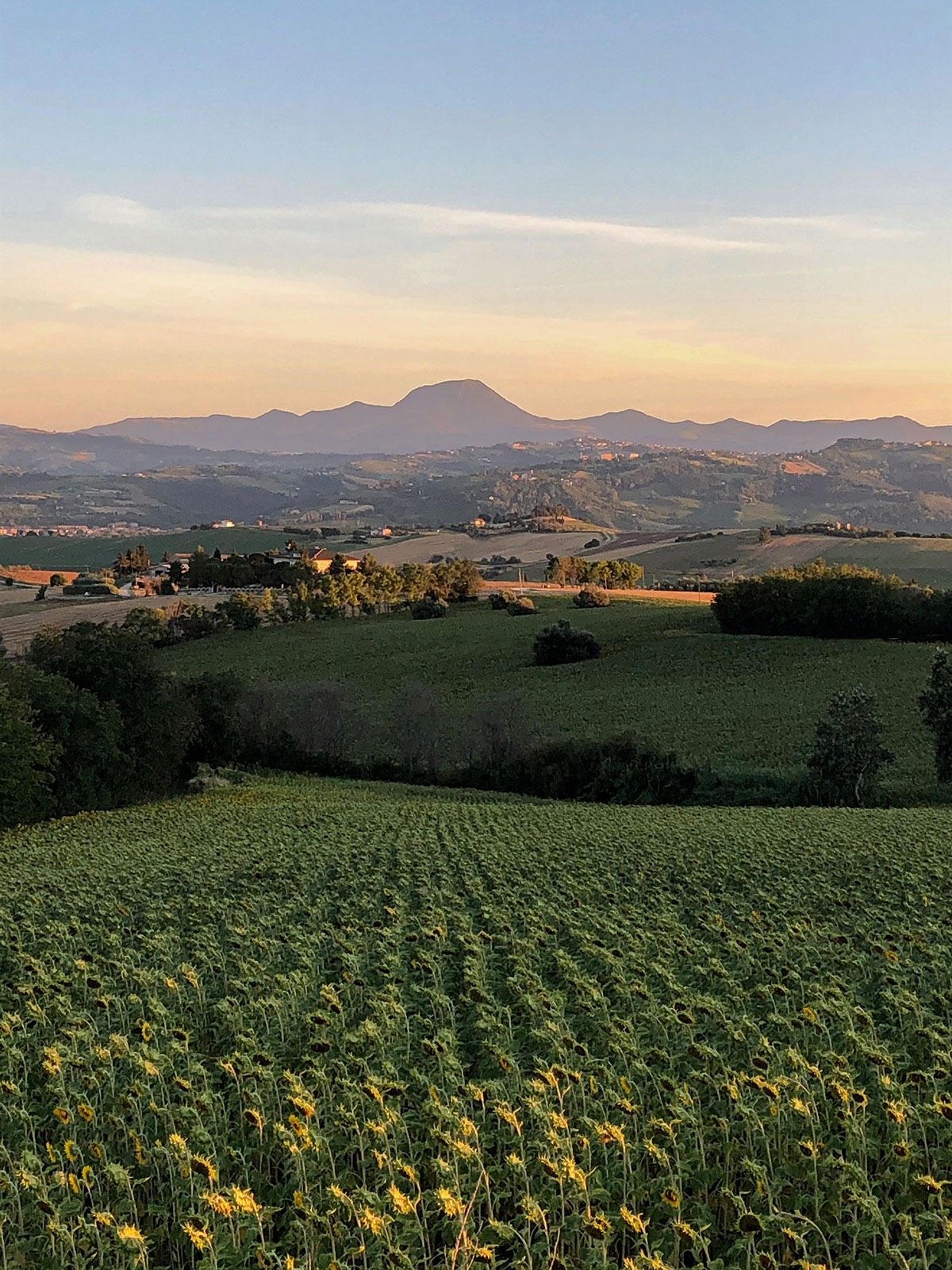 AgriturismoTenuta Belvedere foto 6