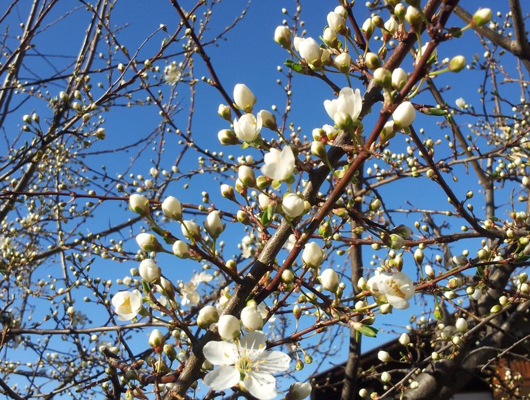 Pensione Hilpold - foto 3